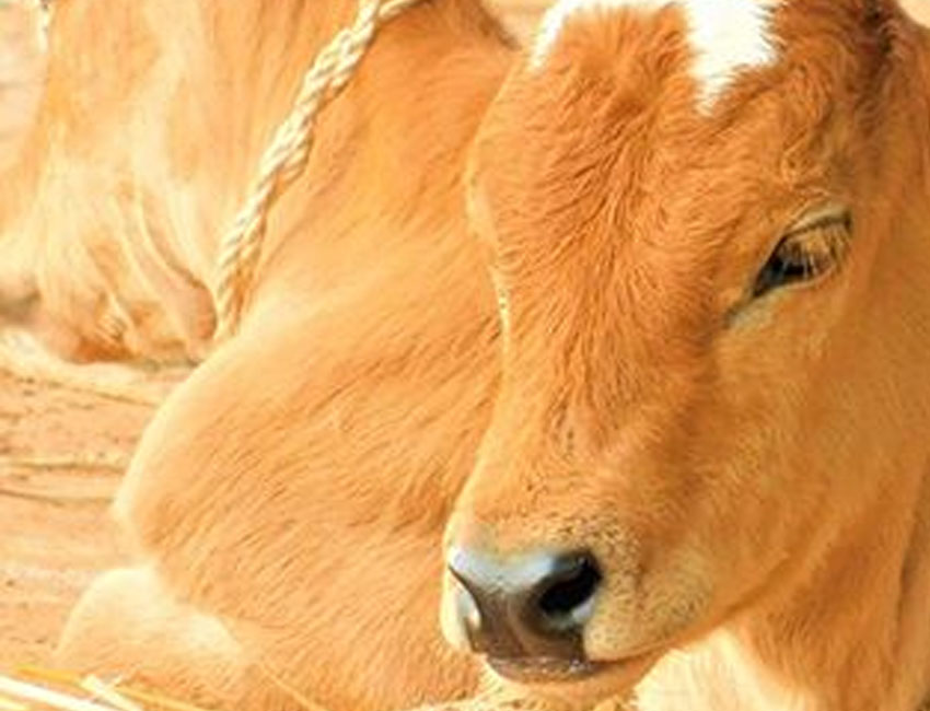Animal Husbandry & Fisheries